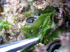 Ulva californica