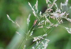 Leptopterna dolabrata