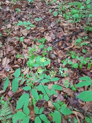 Caulophyllum robustum