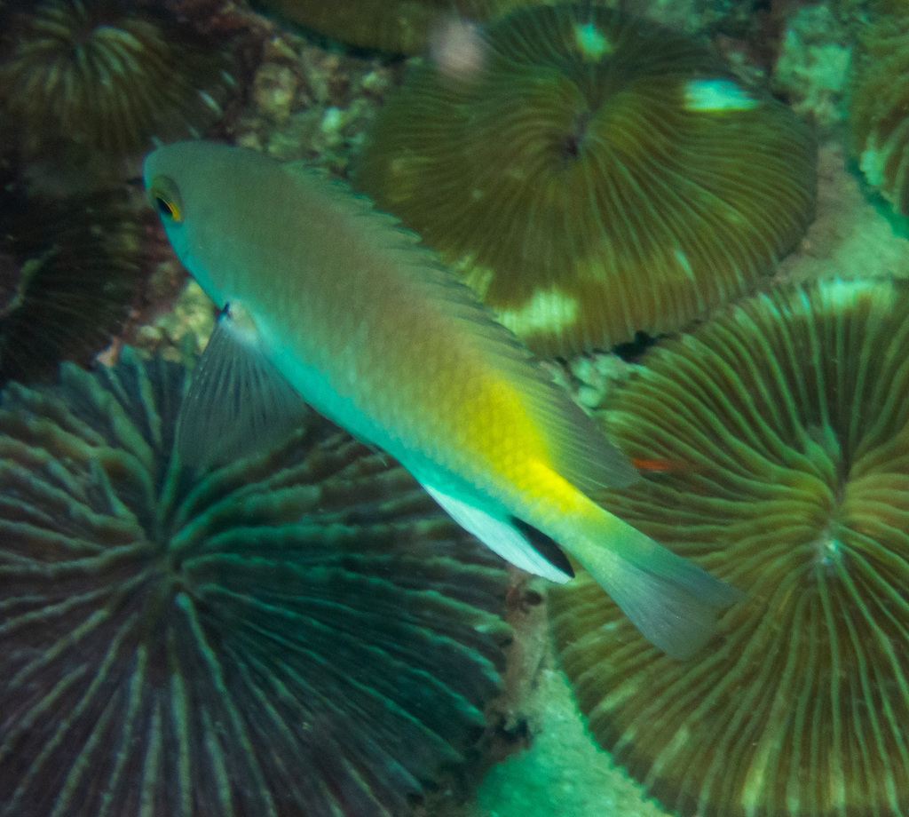 Black-spot Damsel