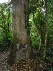 Hymenaea courbaril
