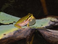 Litoria fallax