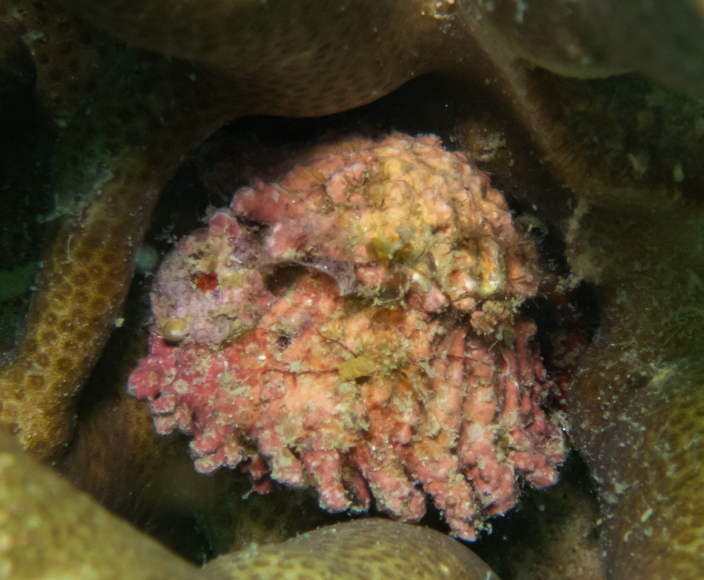 Spurred starshell