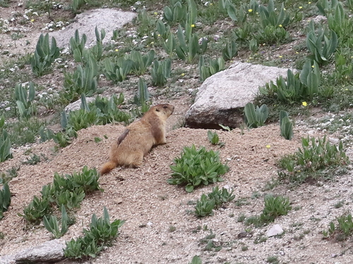 Menzbier's Marmot (Marmota menzbieri) — Vulnerable Mammalia