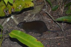 Hypsiprymnodon moschatus