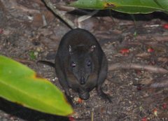 Hypsiprymnodon moschatus