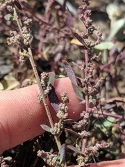 Chenopodium littoreum