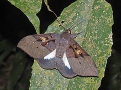 Ischyja albata