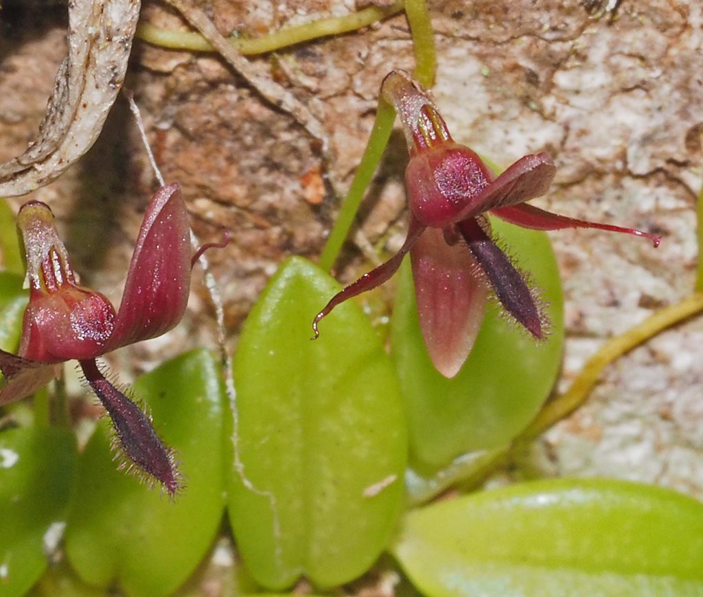 Monanthes