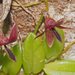 Bulbophyllum macphersonii - Photo (c) Linda Rogan EntSocVic, some rights reserved (CC BY-NC-SA), uploaded by Linda Rogan EntSocVic
