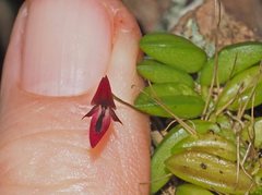 Bulbophyllum macphersonii