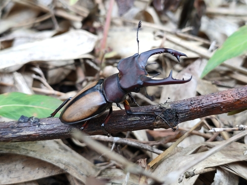 Lucanus parryi laetus (Lucanus parryi laetus)