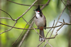 Red-Whiskered Bulbul photo 5