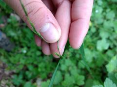 Festuca subverticillata