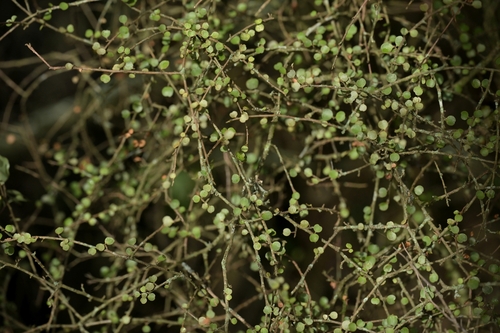 Image of Pittosporum obcordatum by (c) Christopher Stephens, some rights reserved (CC BY-SA)