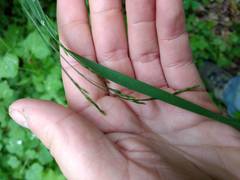 Festuca subverticillata