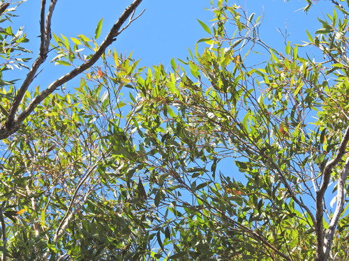 Image of Eucalyptus acmenoides by (c) Scott W. Gavins, some rights reserved (CC BY)
