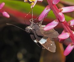 Notocrypta waigensis