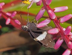 Notocrypta waigensis
