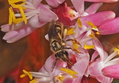 Mellitidia tomentifera