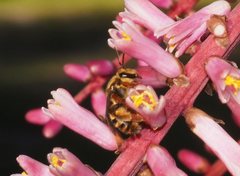 Mellitidia tomentifera