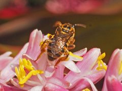 Mellitidia tomentifera