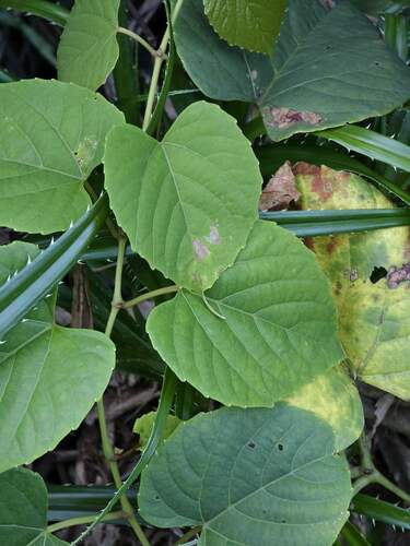 Cissus adnata observed 2024-06-13
