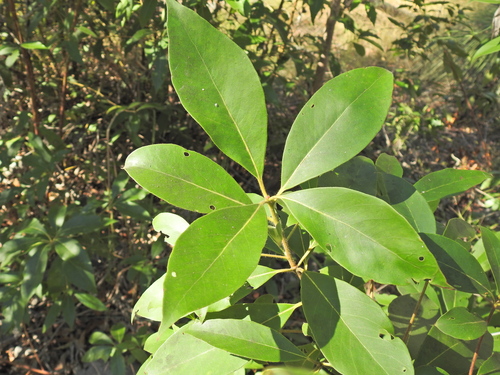 Lophostemon confertus