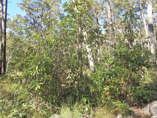 Lophostemon confertus
