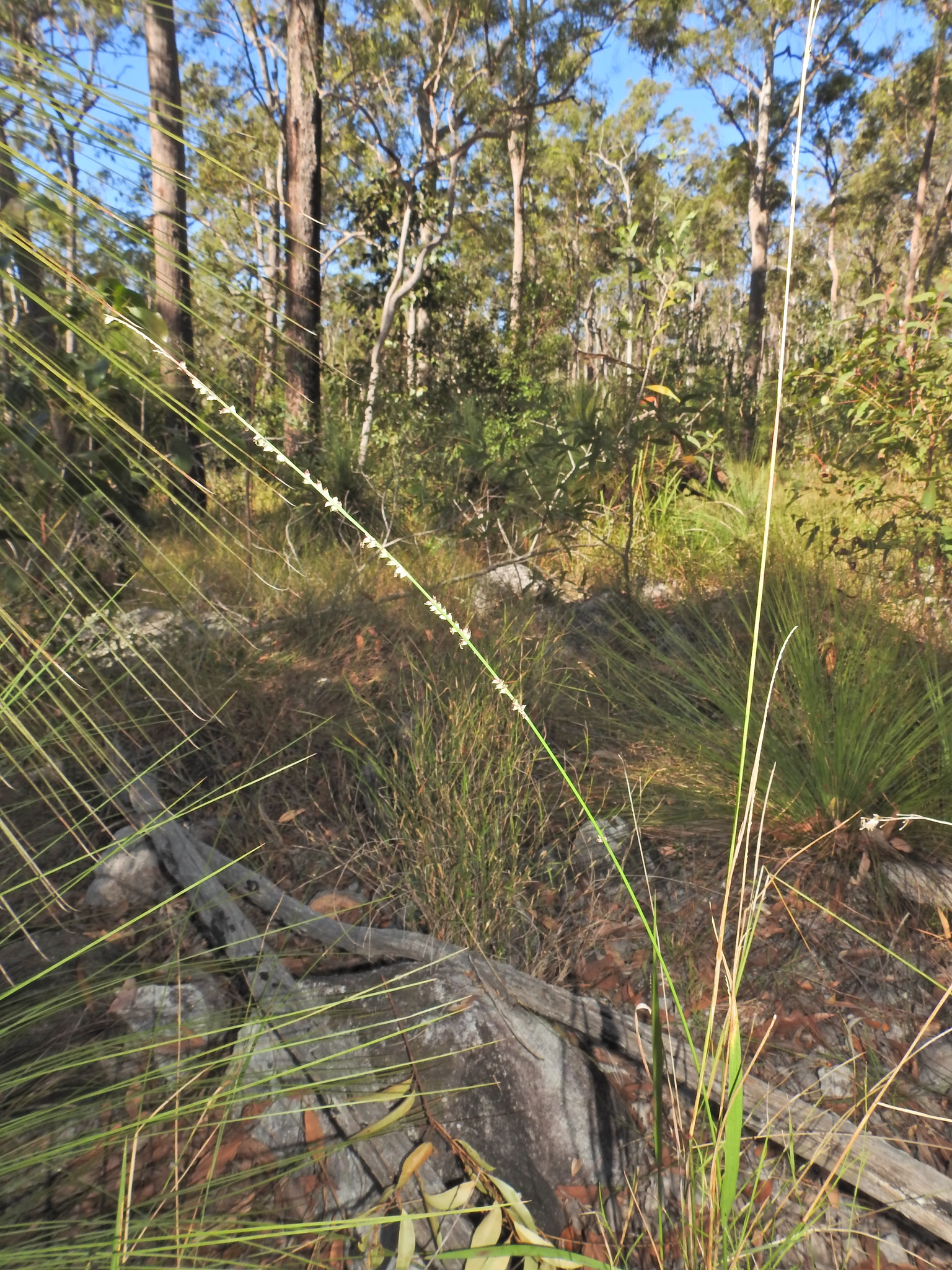 Setaria gausa