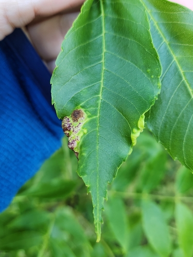 ash psyllid