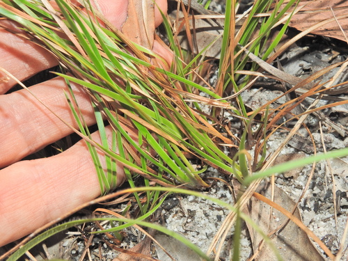 Image of Xyris complanata by (c) Scott W. Gavins, some rights reserved (CC BY)