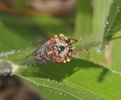 Palapsalta virgulata