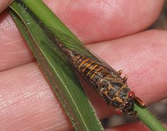 Palapsalta virgulata