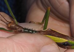 Malandania pulchra