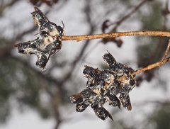 Megachile lucidiventris