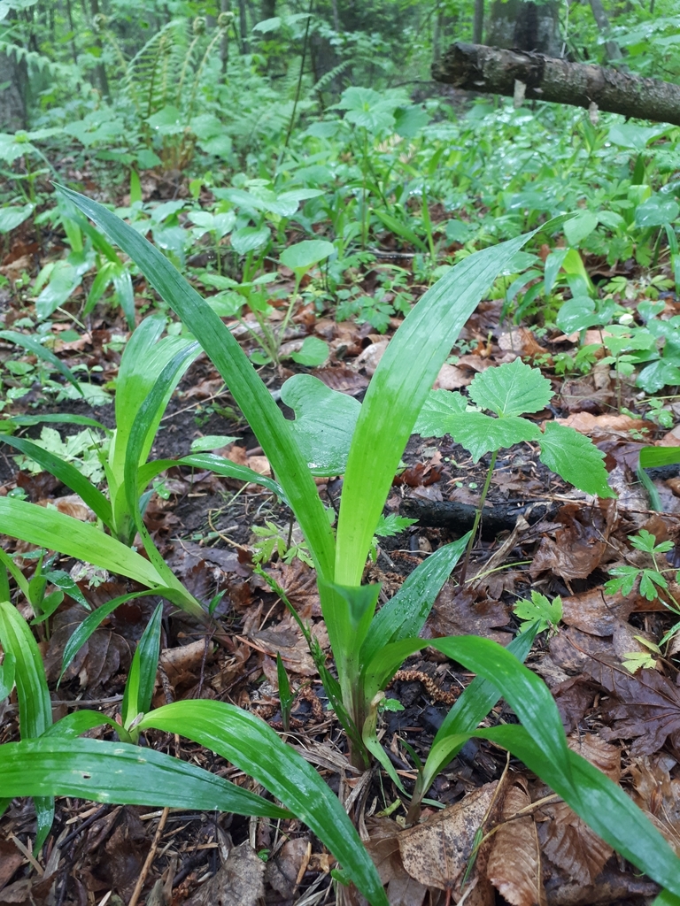 Carex esquiroliana (Carex esquiroliana)