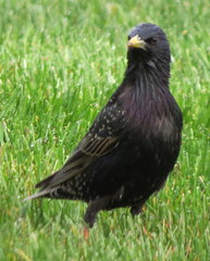 Sturnus vulgaris