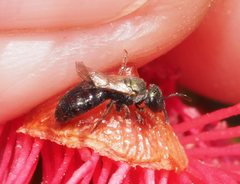 Lasioglossum sphecodoides