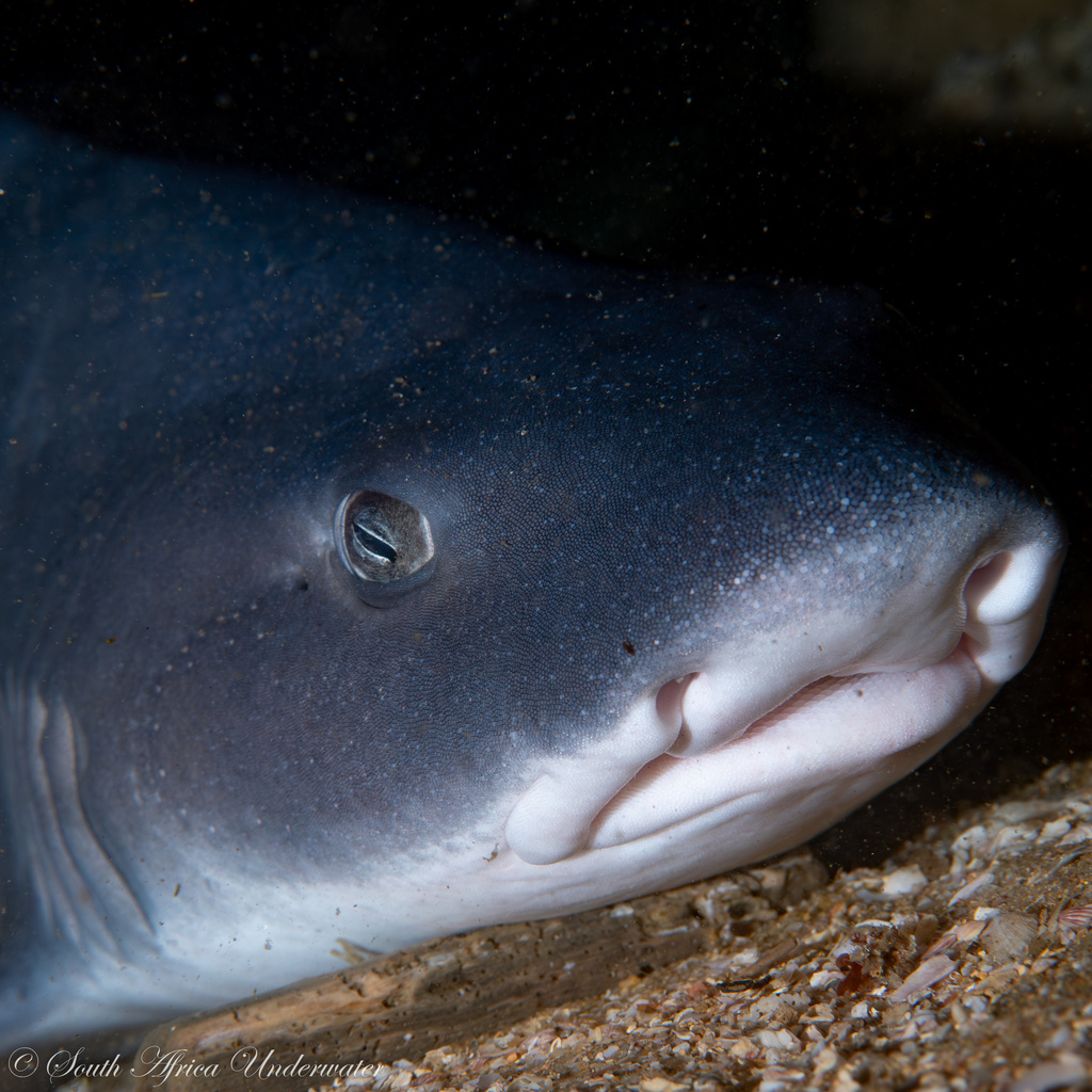 Flapnose Houndshark