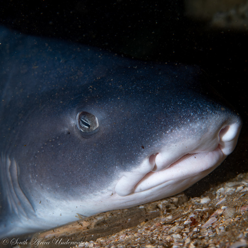 flapnose houndshark