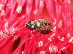 Lasioglossum sphecodoides