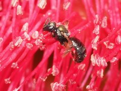 Lasioglossum sphecodoides
