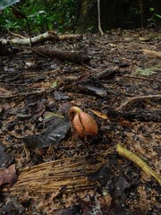 Hymenaea courbaril