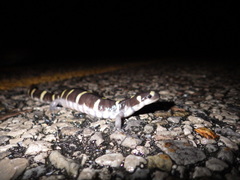 Ambystoma annulatum