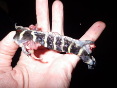 Ambystoma annulatum