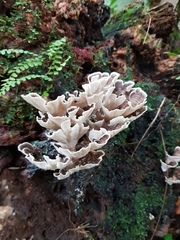 Trametes menziesii