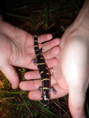 Ambystoma annulatum
