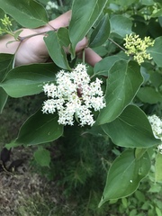 Cornus foemina
