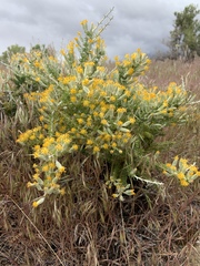 Tetradymia spinosa